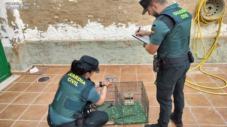 Investigan a un cazador furtivo de tórtolas turcas en la Granja de la Costera