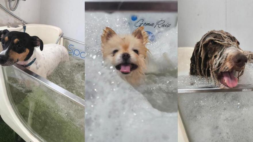 Video | Spa para perros en Cáceres