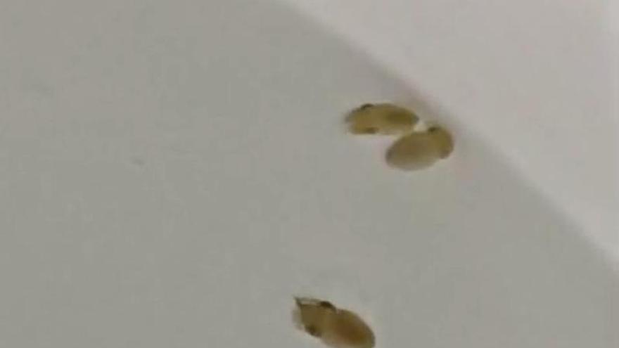 Nacen nuevas crías de sepia en cautividad en las instalaciones acuícolas del Imida en San Pedro del Pinatar