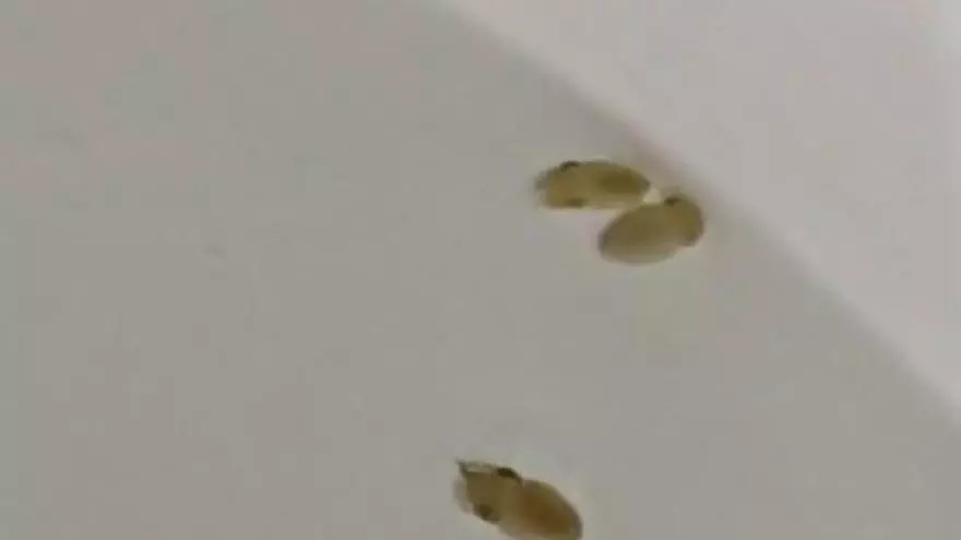 Nacen nuevas crías de sepia en cautividad en las instalaciones acuícolas del Imida en San Pedro del Pinatar