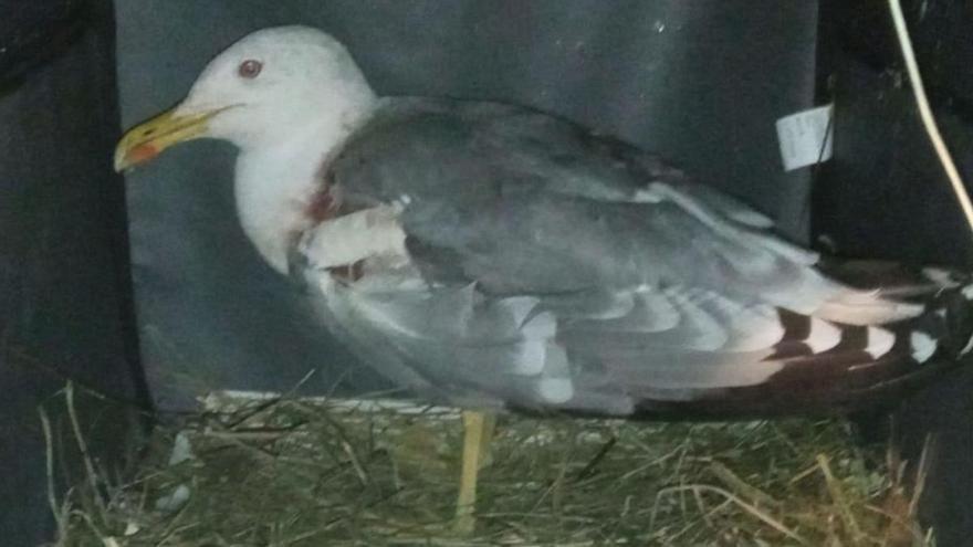 Denuncian varios ataques a gaviotas con armas de perdigones desde ventanas en Gijón