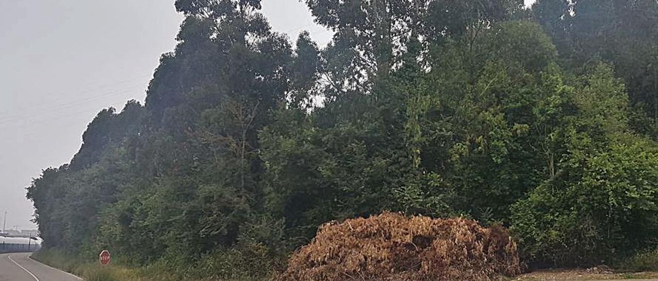 La pila de ramas secas depositada a la orilla de la carretera al faro.