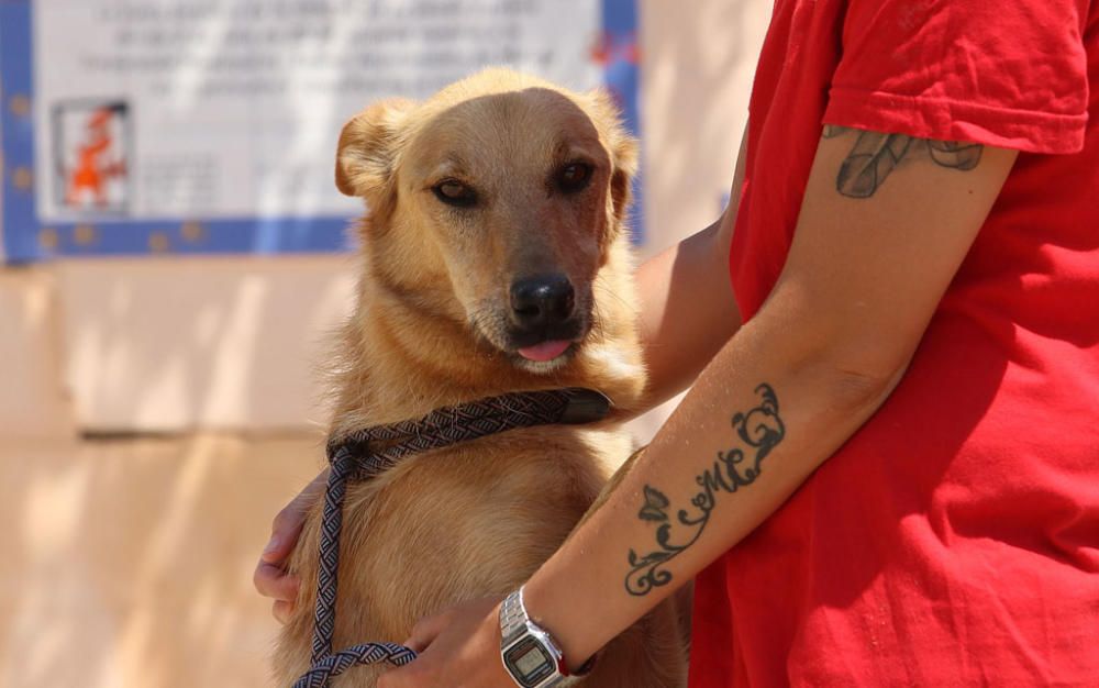 Visita a la Protectora de Animales y Plantas de Málaga