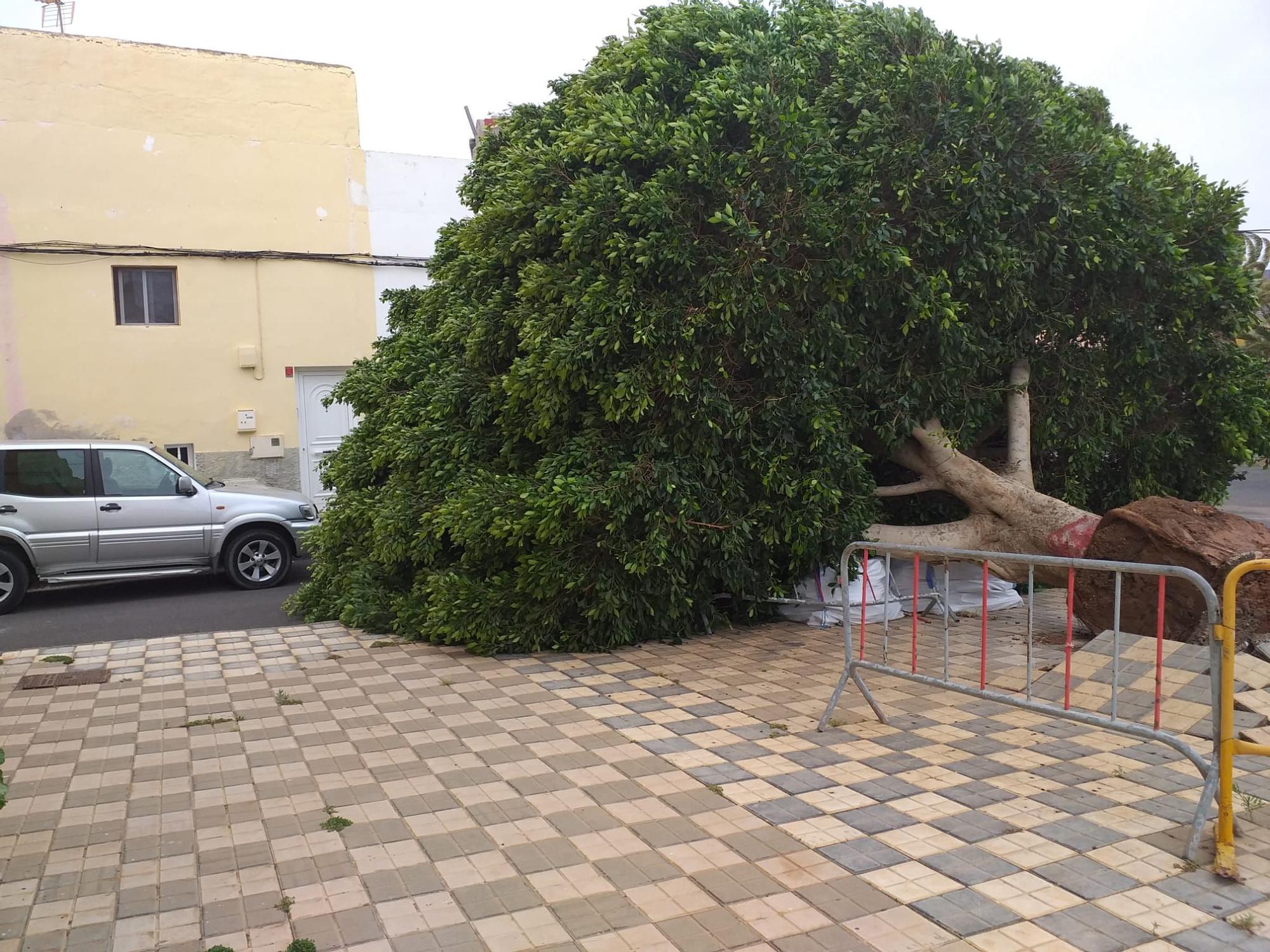 El fuerte viento derriba un árbol de grandes dimensiones en Agüimes