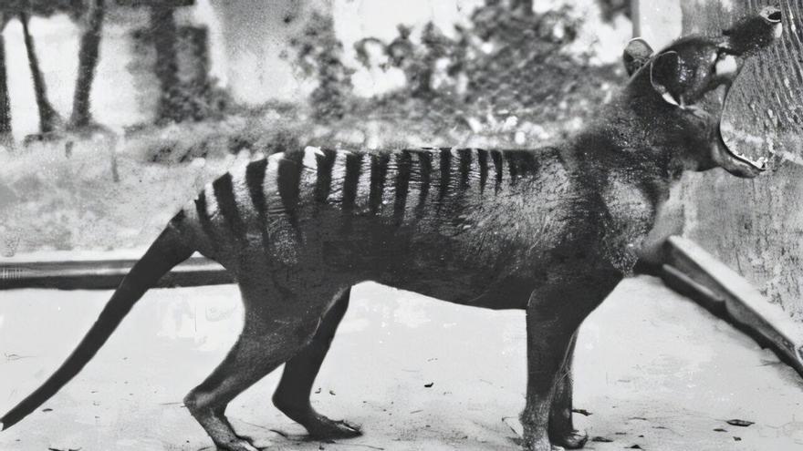 Nem cão, nem lobo: nova reviravolta nas origens do 'tigre da Tasmânia'; era parente do canguru