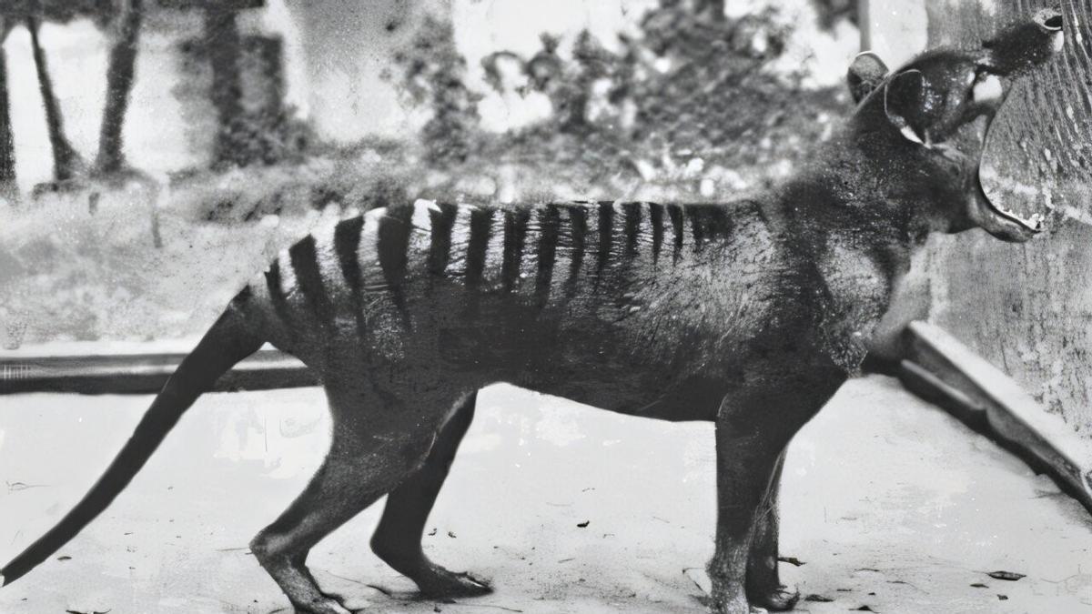 Imagen del último ejemplar de 'tigre de Tasmania'