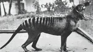 Imagen del último ejemplar de tigre de Tasmania