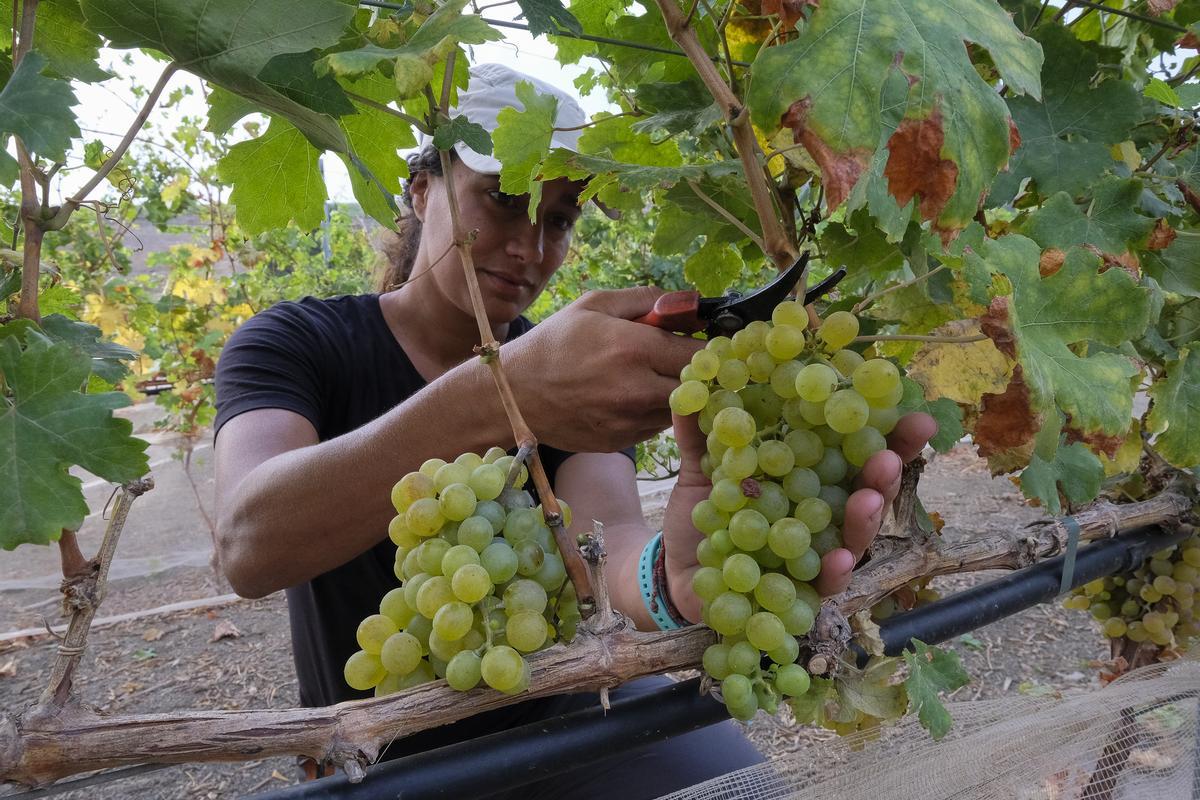 Vendimia en las Bodegas Mondalón