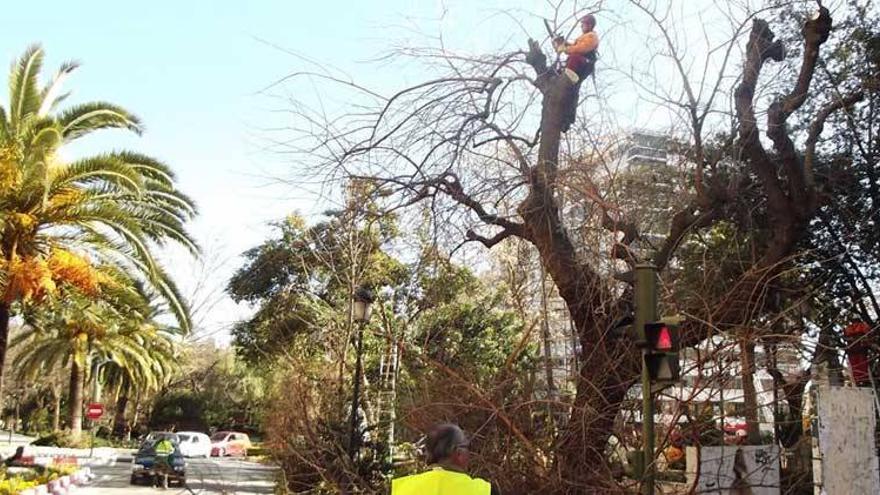 El paseo cacereño Cánovas se somete a una poda exhaustiva por seguridad