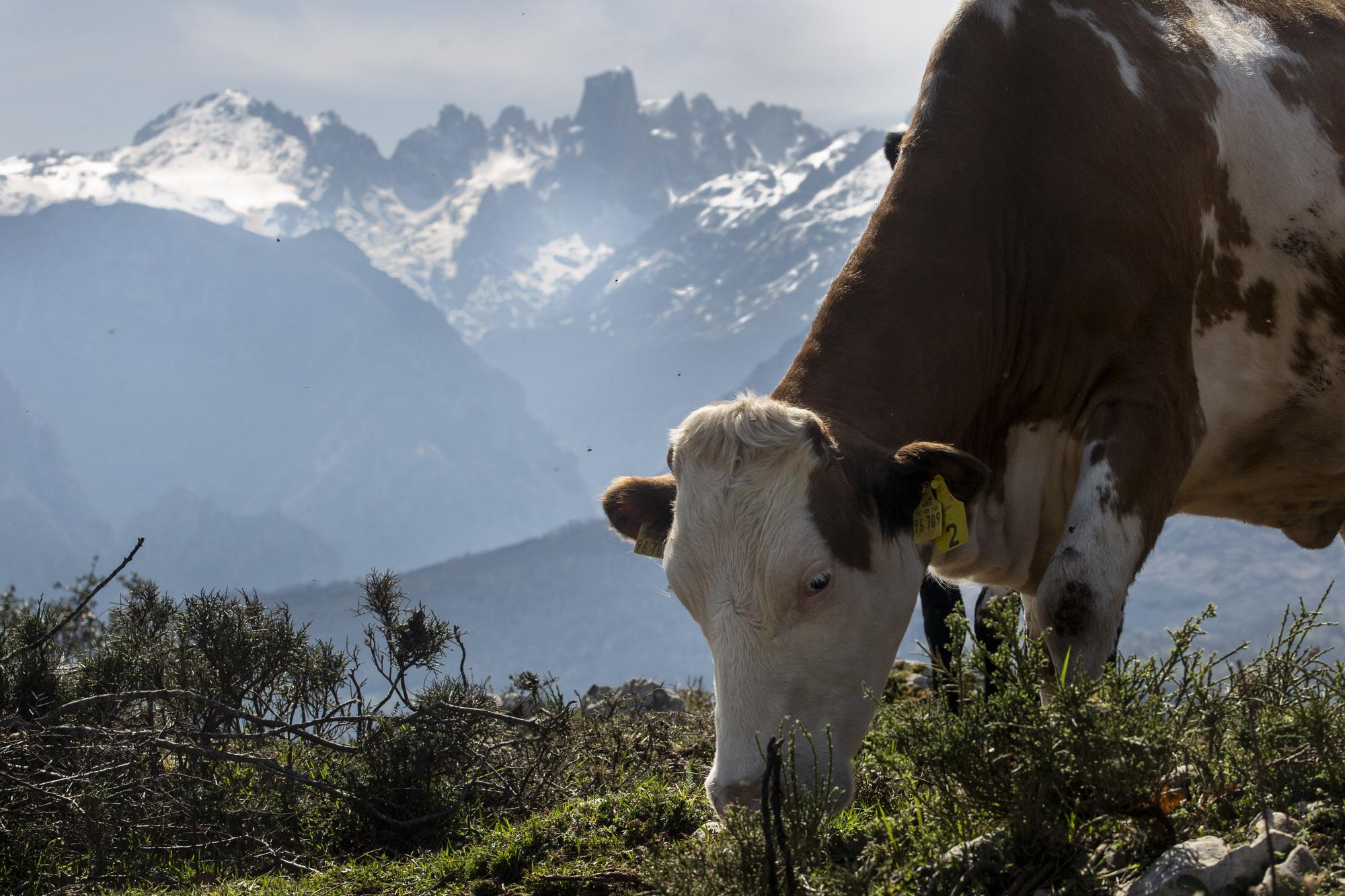 Asturianos en Cabrales: un recorrido por el municipio