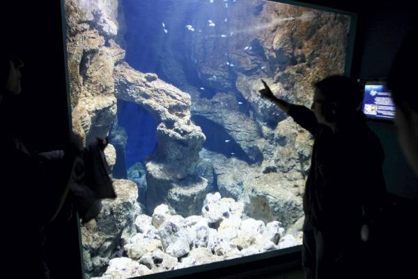 El acuario rediseña su plan comercial