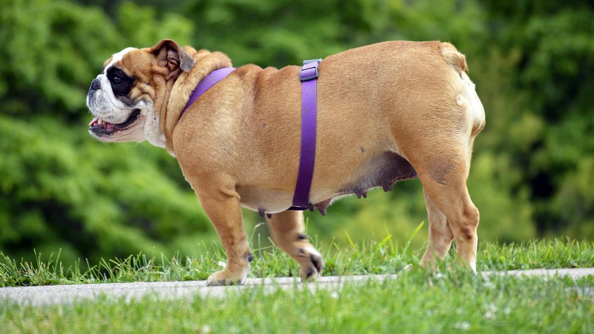 Más de la mitad de los perros tienen sobrepeso o necesitan adelgazar.