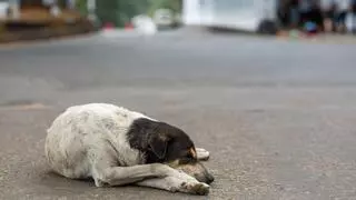 Un vídeo que nos rompe el corazón: un perro persigue a su dueña tras ser abandonado en Tenerife
