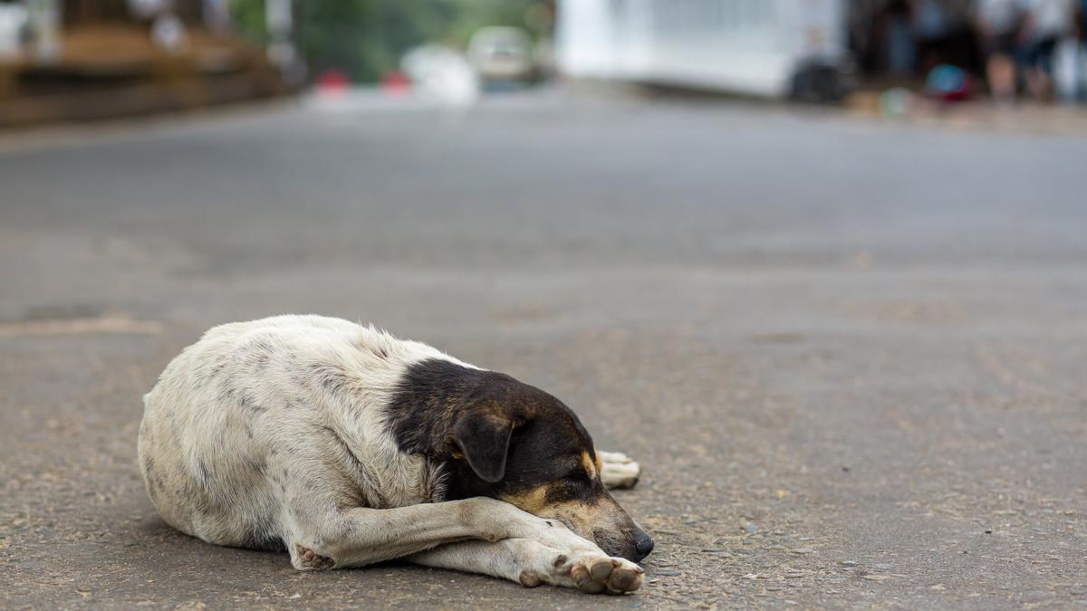 Impactante vídeo muestra la indiferencia humana: perro persigue a su dueña tras ser abandonado en Tenerife