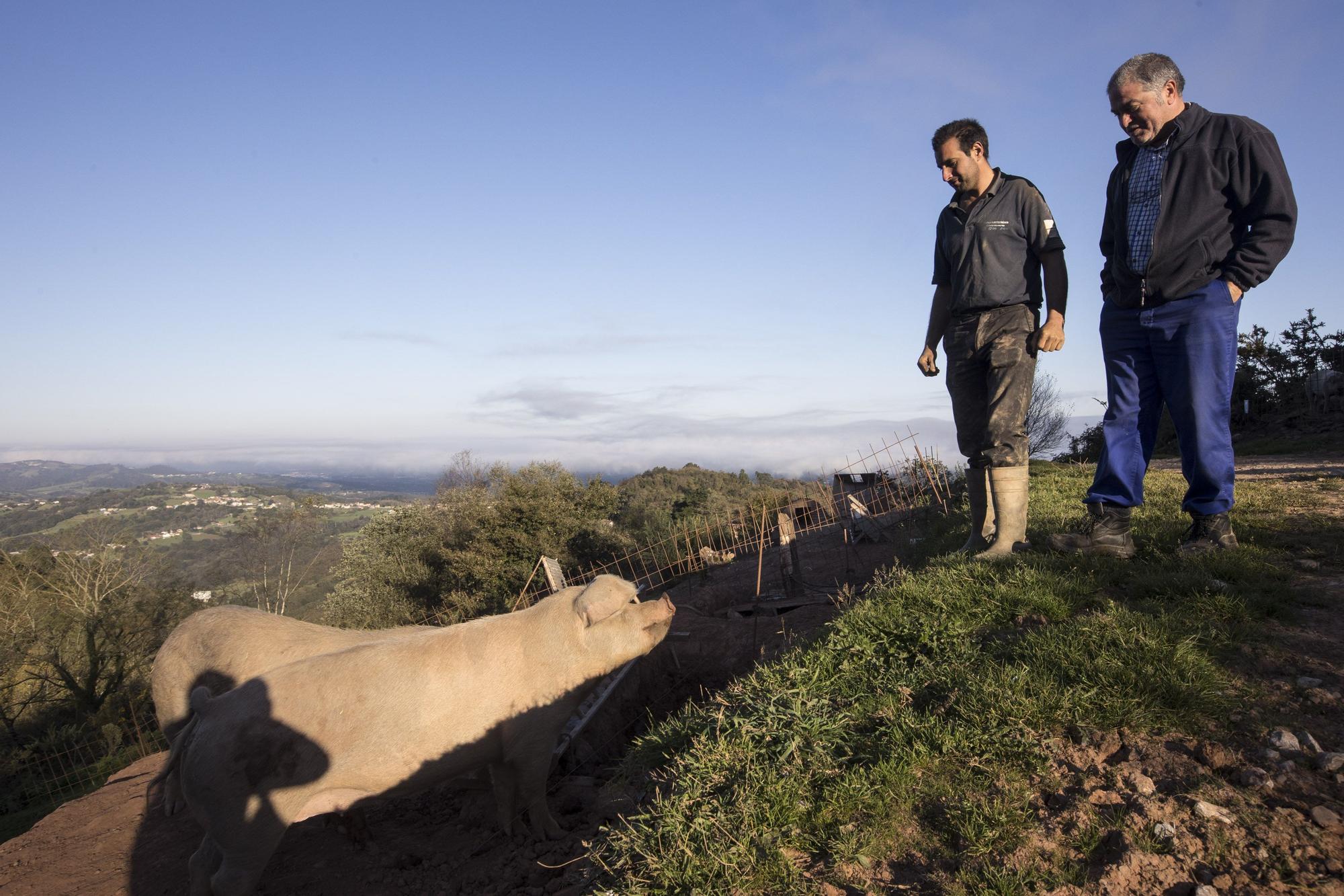 Monte Cabriles, el refugio porcino de Siero que acaba de ser reconocido con un sello de calidad