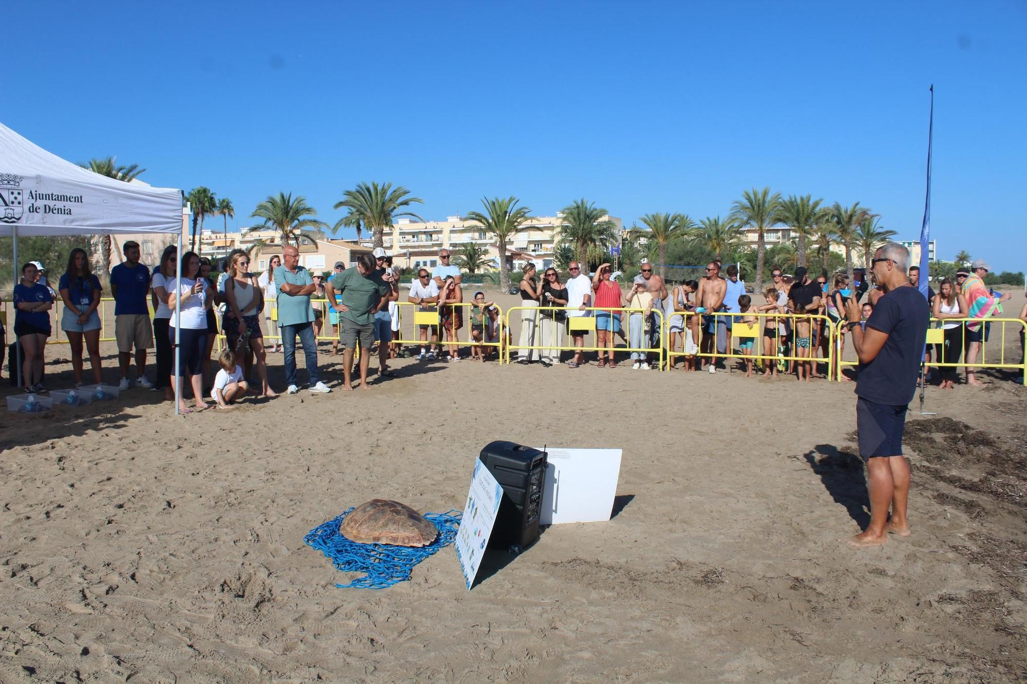 Una gran fiesta que conciencia: las tortugas vuelven al mar en Dénia