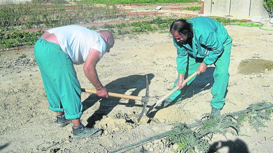 El huerto ecológico de los reclusos de la cárcel da sus primeros frutos