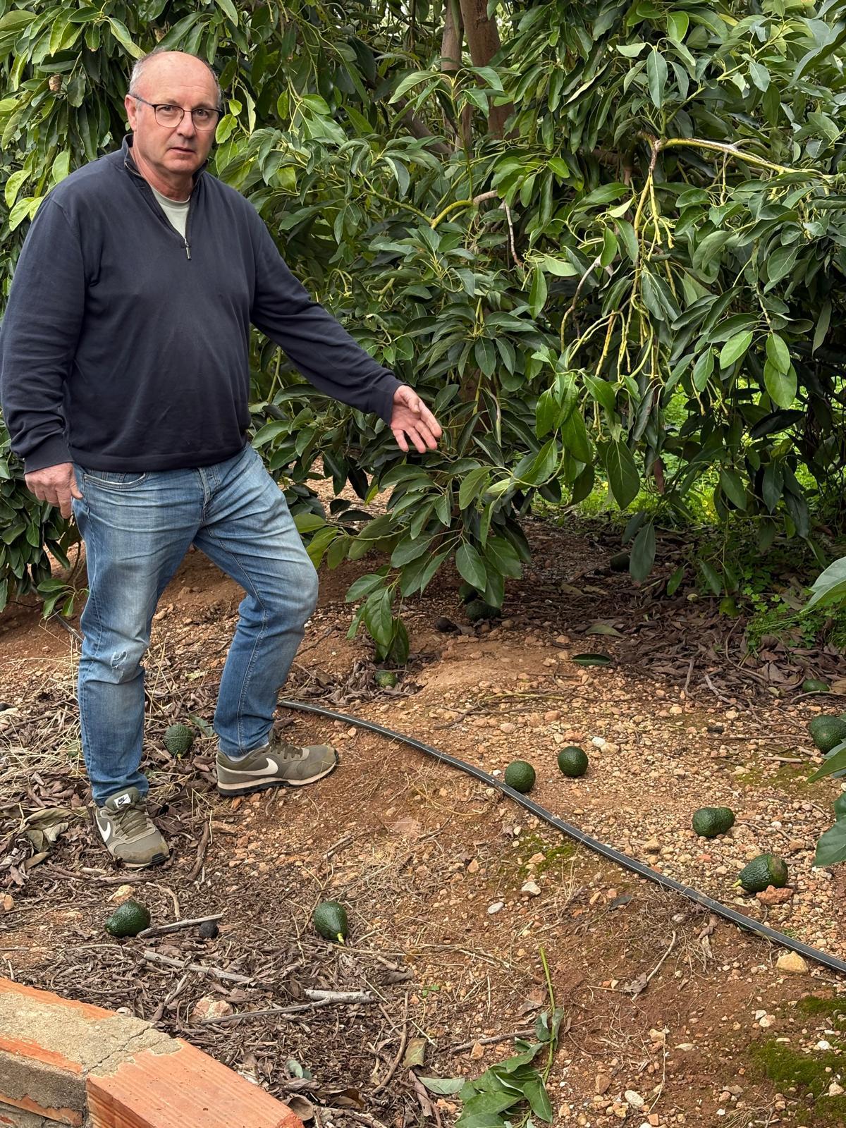 José Luis Furió señala los aguacates caídos en el suelo con motivo de la entrada de los "cacos".