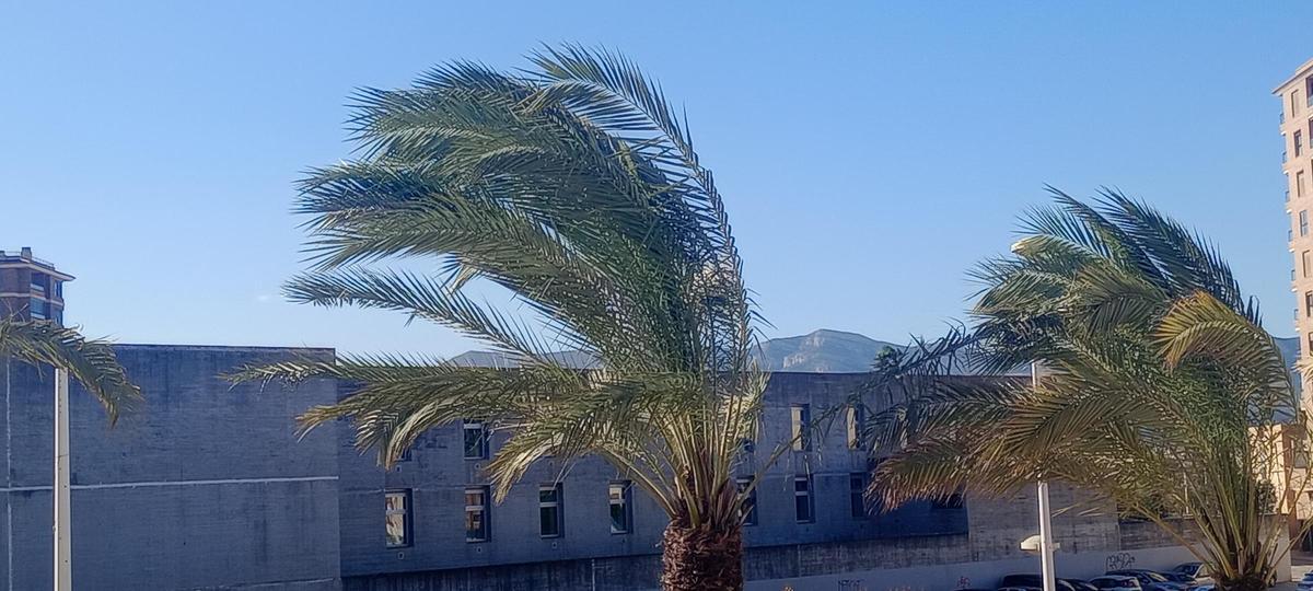 Palmeras agitadas por el viento esta mañana en Cullera.