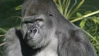 Una prueba de consciencia corporal desafía las visiones tradicionales sobre la cognición animal