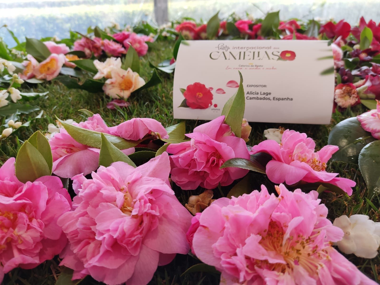 Cambados presumió de camelia en la feria de Celorico de Basto (Portugal).