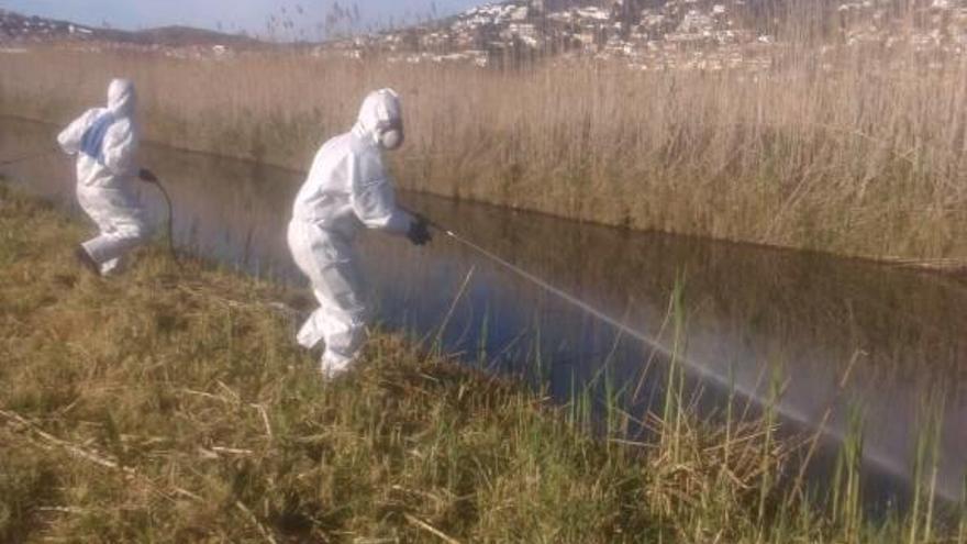 Peñíscola amplía a los imbornales el tratamiento contra el mosquito tigre