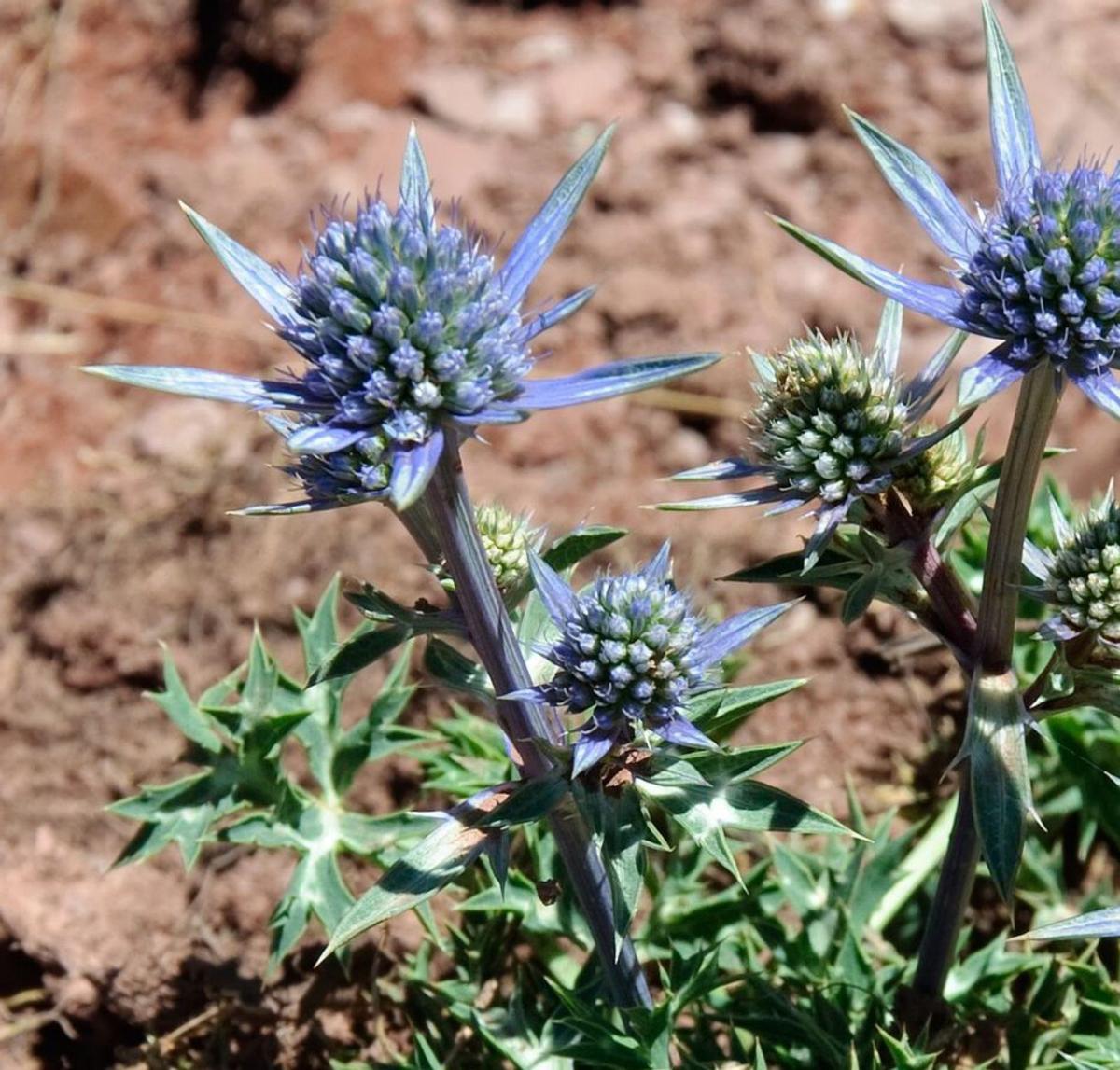 Una flor de panical amb el color lilós característic. | MYRABELLA