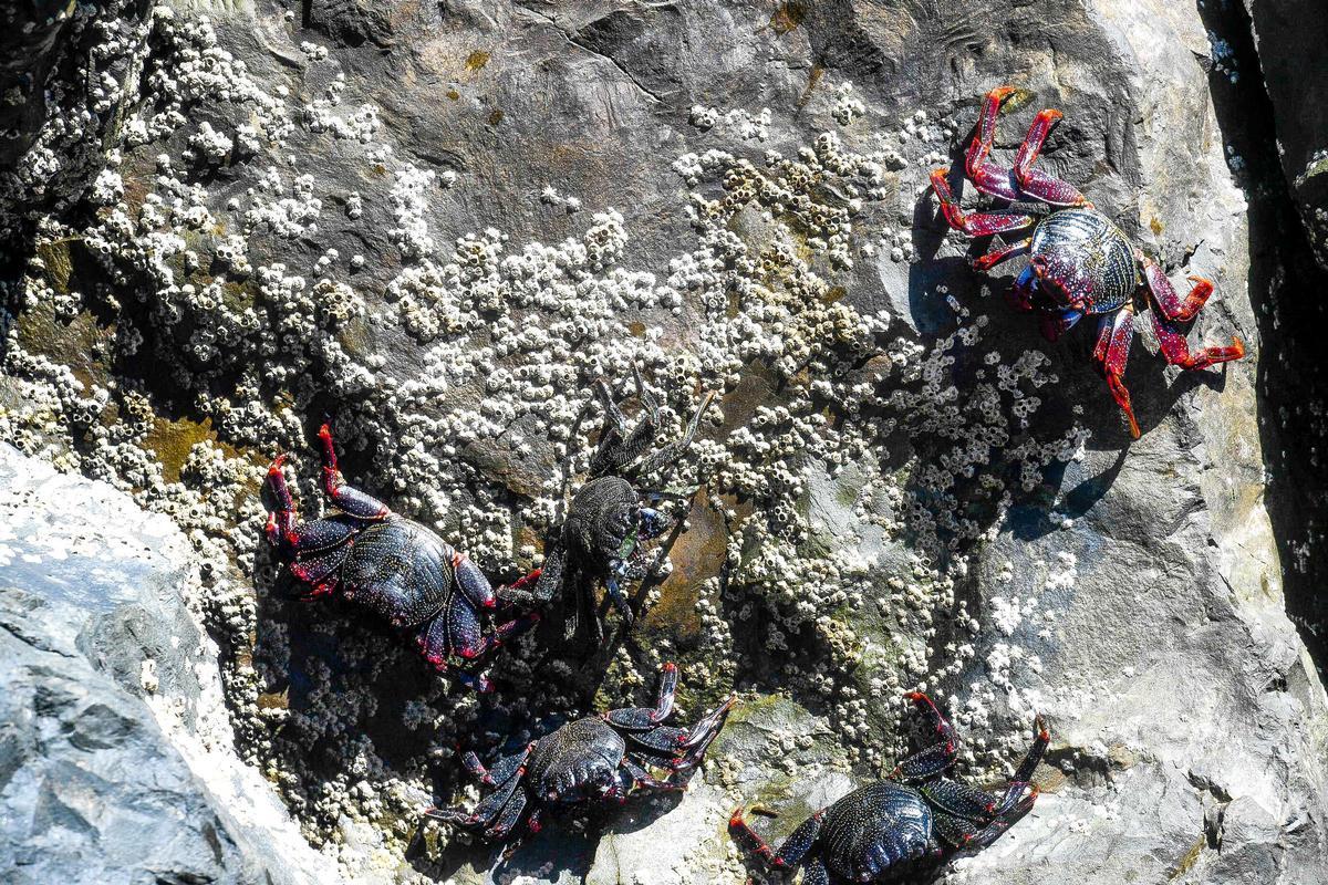 Cangrejos rojos o moros en una roca junto al muelle de Taliarte