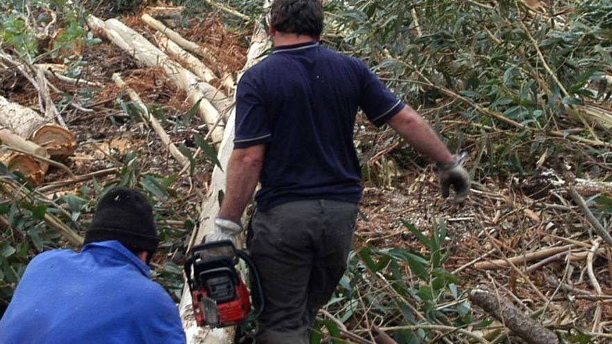 Dos hombres en una tala de madera en un monte. |   // IÑAKI ABELLA