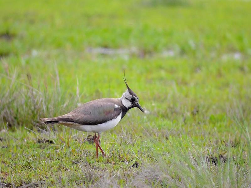 Las especies amenazadas en Galicia