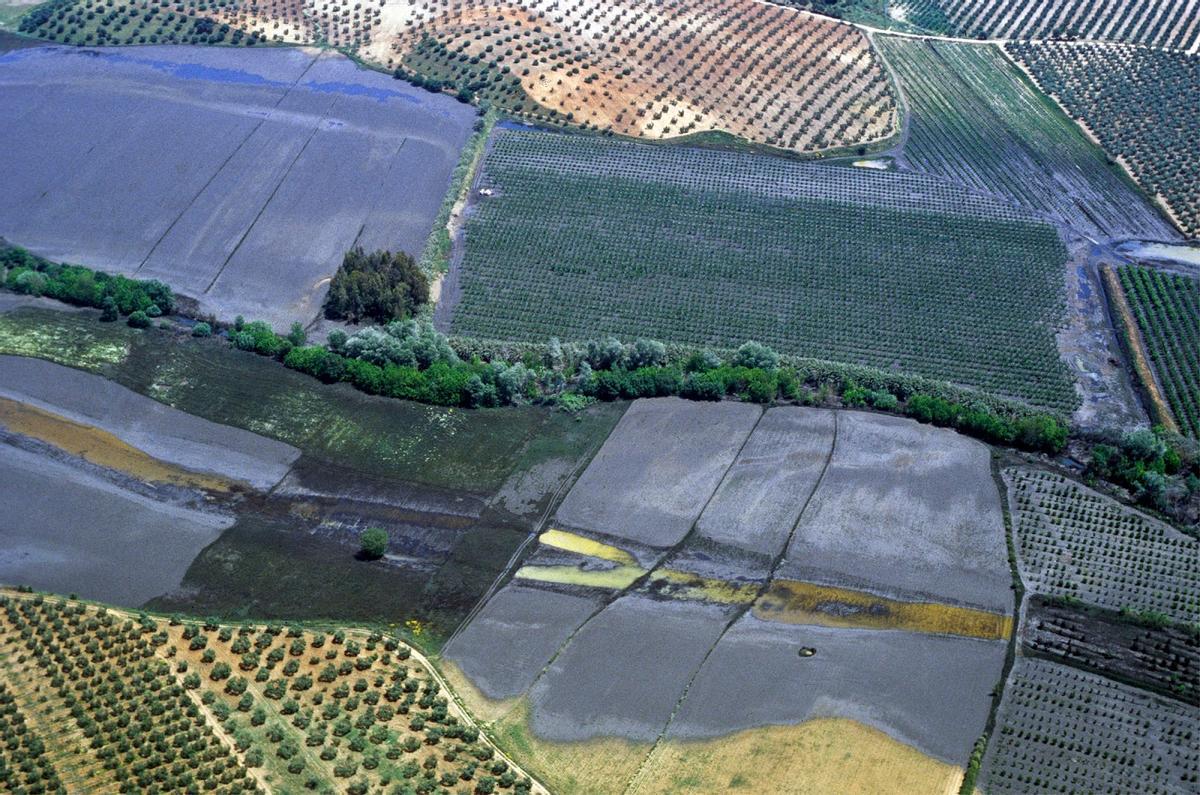 Río Guadiamar, anegado por el vertido tóxico de Aznalcóllar