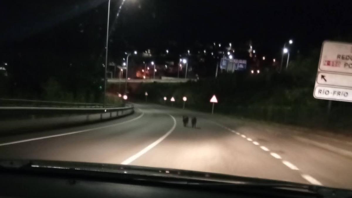 La pareja de jabalíes atravesando la carretera en Chapela.