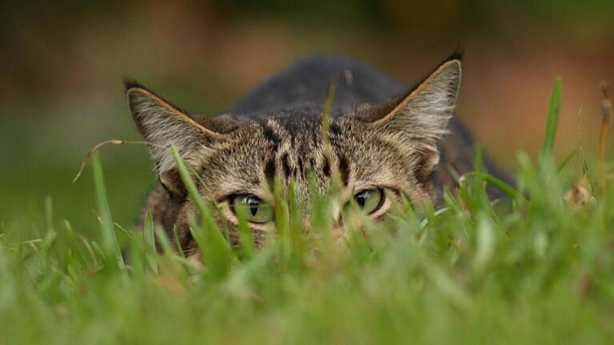 «Los gatos pueden llegar a cazar 70 especies de animales silvestres»