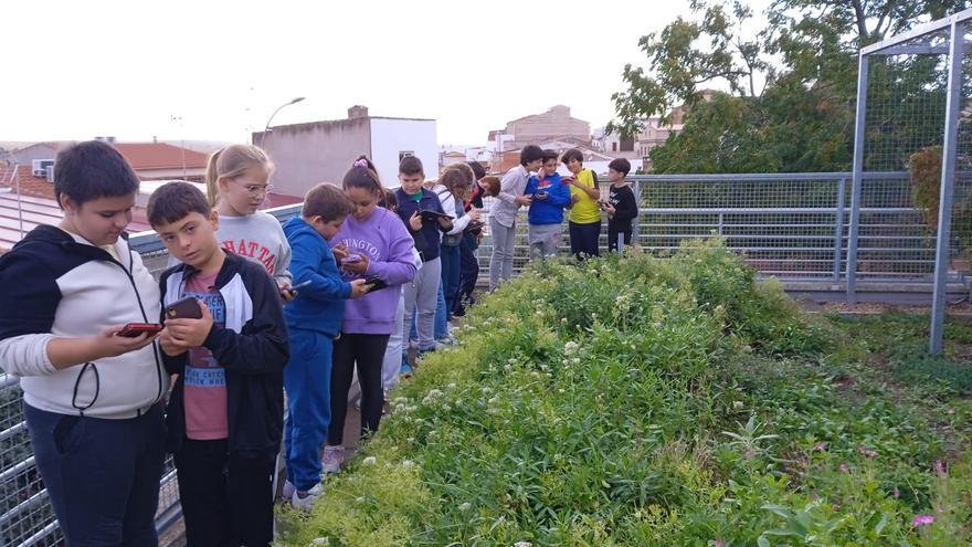 Así logra un colegio de Badajoz rebajar su temperatura en 6ºC solo con plantas