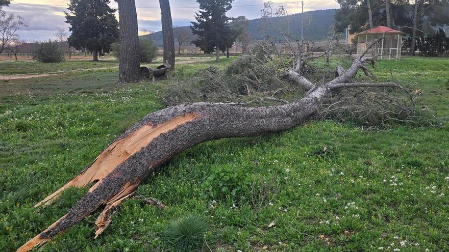 Rachas de más de 95 km/h derriban árboles de grandes dimensiones en Fontanars dels Alforins