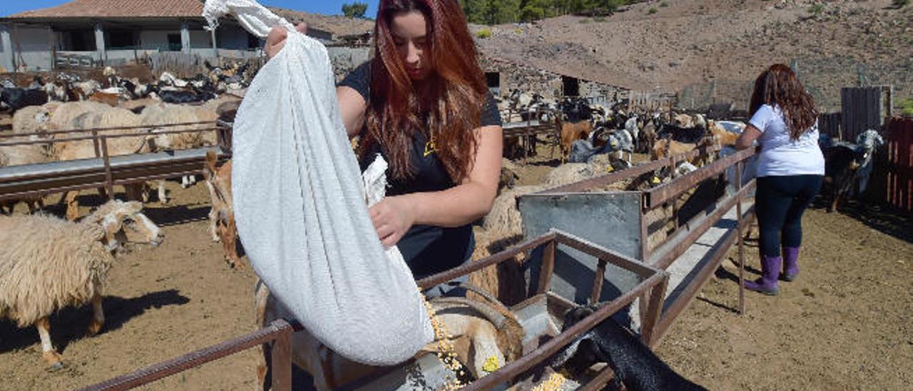 Imagen de archivo de las gemelas Natalia y Beatriz Mayor en su explotación, situada en la cumbre grancanaria.