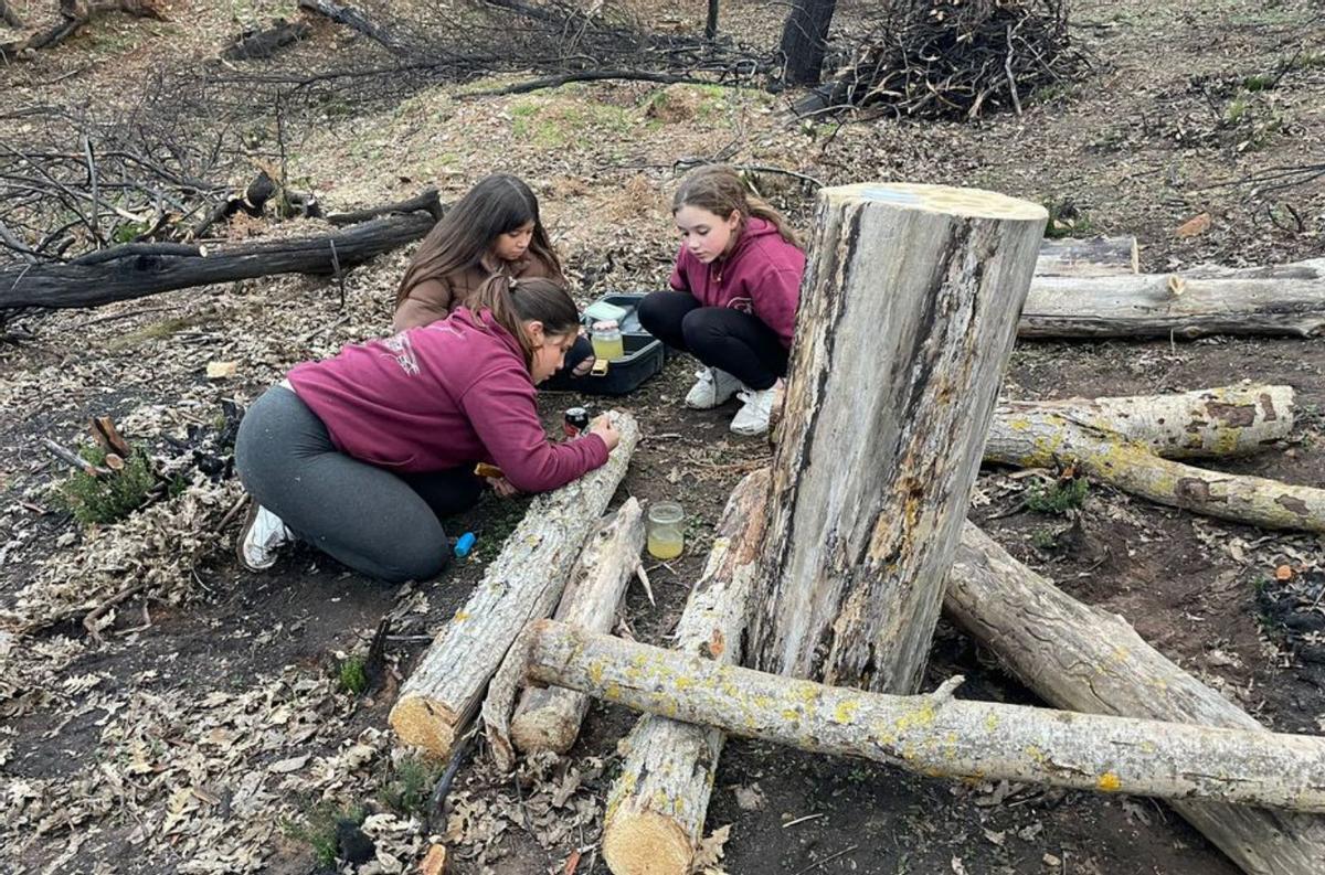 Una siembra de &quot;ostras&quot; abre la inoculación de hongos en la Sierra de la Culebra