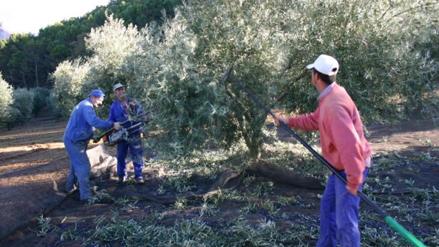 Los agricultores tienen que soportar la dureza del trabajo, con la penuria económica y ahora encima el repunte de la oleada de robos.