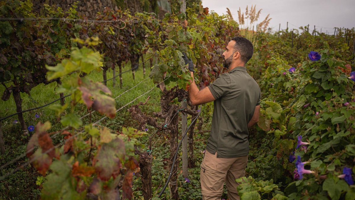 Containment of Grapevine Phylloxera Confirmed in Tenerife, Affecting Only 2% of Inspected Vines