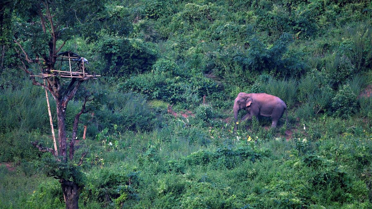 Un elefante asiático.