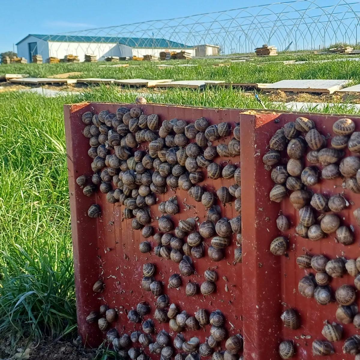 GALERÍA | Los caracoles son el nuevo manjar de Aliste