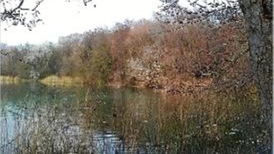 Censen més de 2.000  ocells aquàtics hivernants  a l&#039;estany de Banyoles