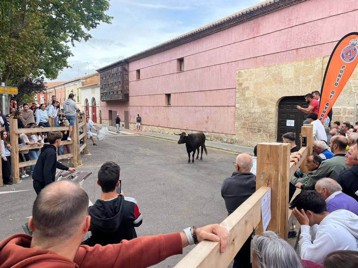II Encierro por las calles de Toro, San Agustín 2026