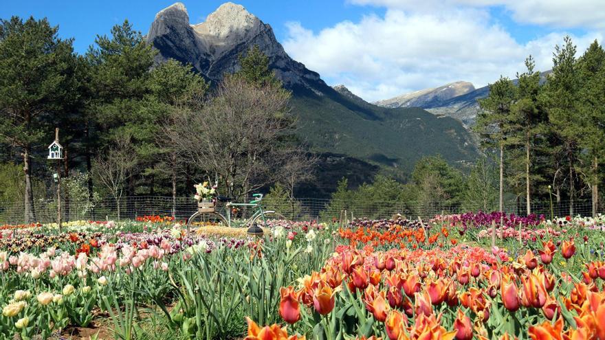 El camp florit de tulipans i, al fons, el Pedraforca