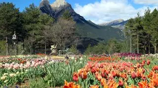 La floració de les tulipes, un fenomen turístic al Berguedà