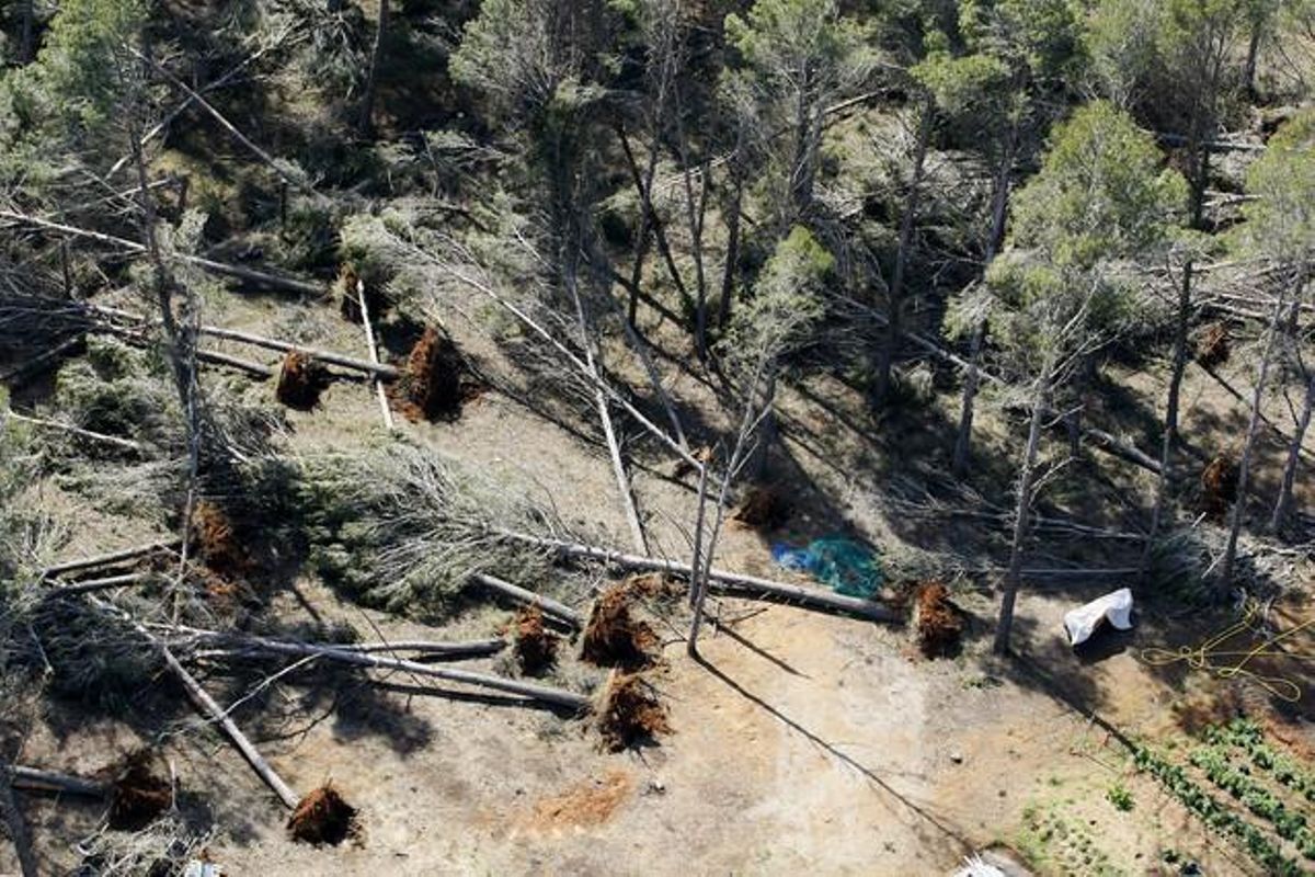 Les Gavarres. Diversos dels nombrosos arbres arrencats d’arrel pel mal temps.