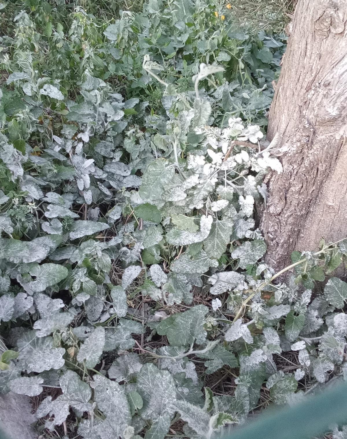 Plantas cubiertas de polvo procedente de la depuradora de la industria.
