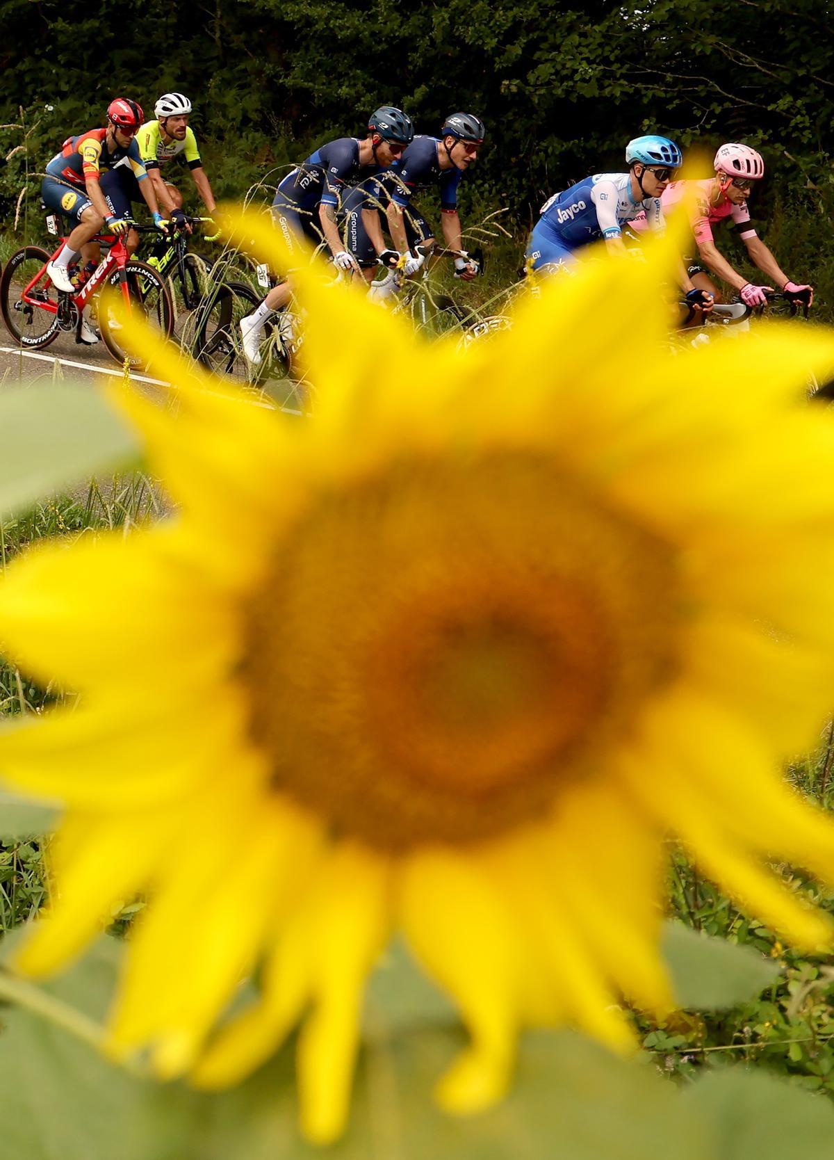 Dax (France), 04/07/2023.- The peloton ride past a sunflower field during the 4th stage of the Tour de France 2023, a 181,8km race from Dax to Nogaro, France, 04 July 2023. (Ciclismo, Francia) EFE/EPA/MARTIN DIVISEK