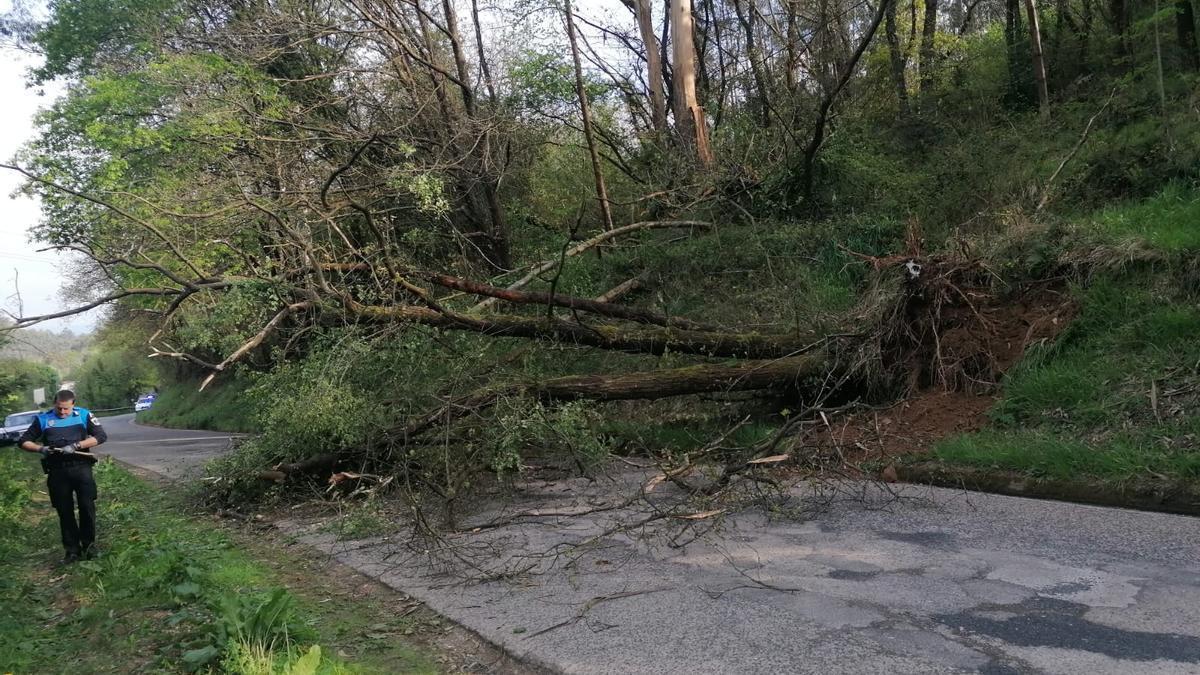 Un arbol caido en la carretera de Arlós.