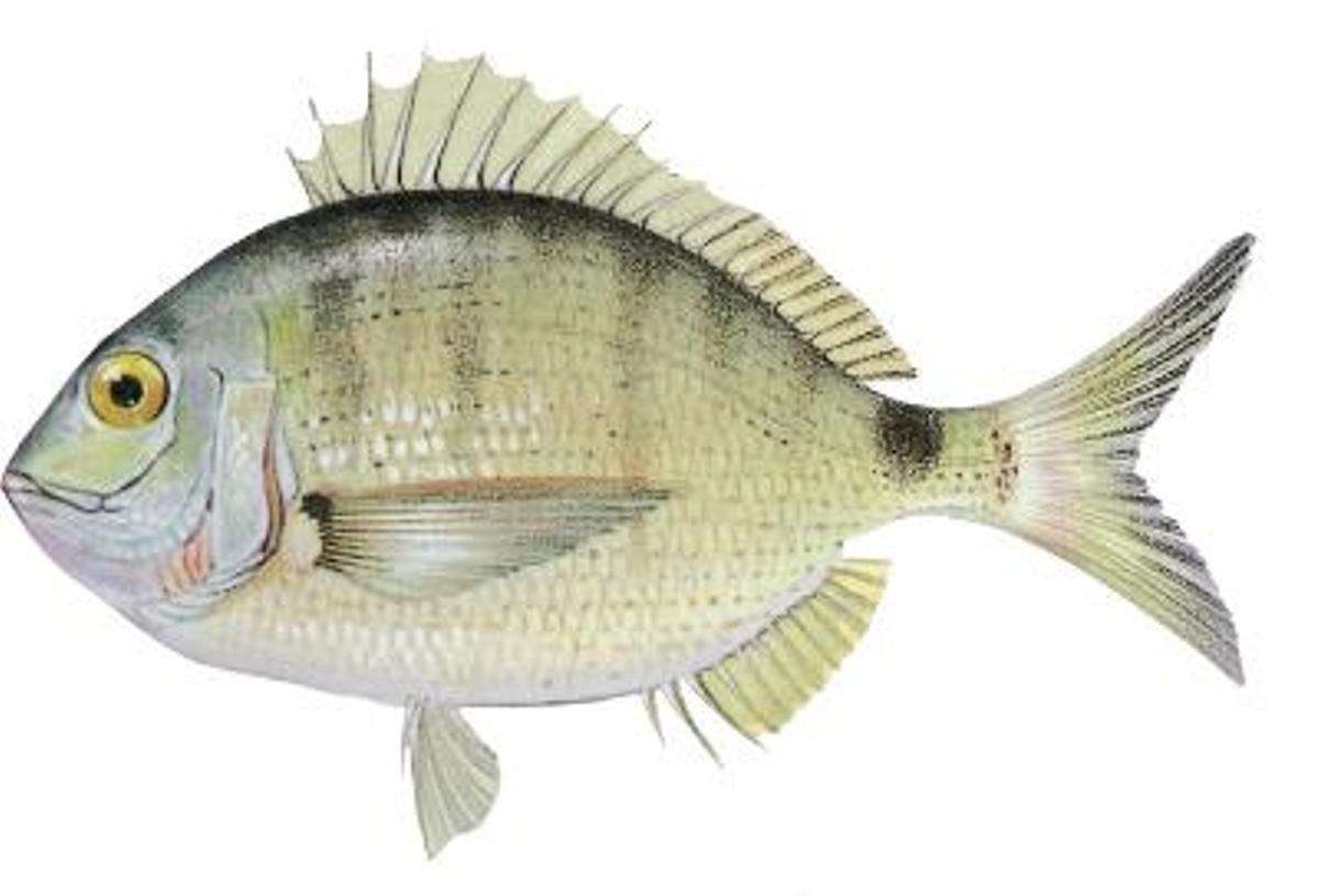 El sargo es un pez frecuente en la costa rocosa y las bateas que tiene cuerpo ovalado, comprimido por los lados, y boca pequeña. De color gris plateado, con líneas estrechas verticales, En la cola luce una gran mancha negra. A través de la plataforma pescadeRías de onde senón?, la Consellería do Mar indica que «puede llegar a medir 45 centímetros, aunque lo normal son los 20 o 25».